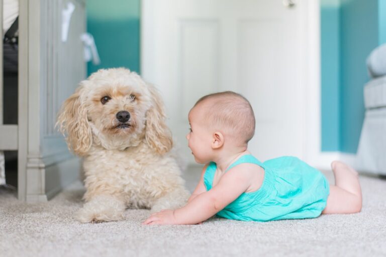 Quel siège auto pour un bébé de 6 mois?