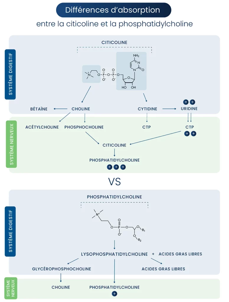 les bienfaits de la citicoline pendant lallaitement
